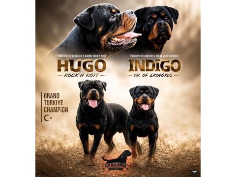 A şecereli rottweiler grand türkiye şampiyonunun yavruları