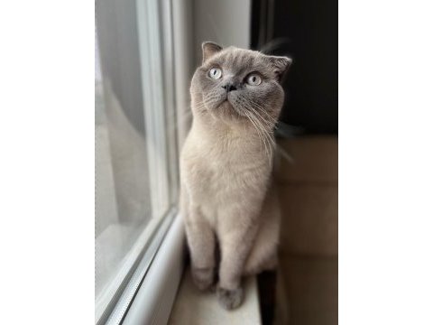 1.5 yaşında erkek scottish blue point