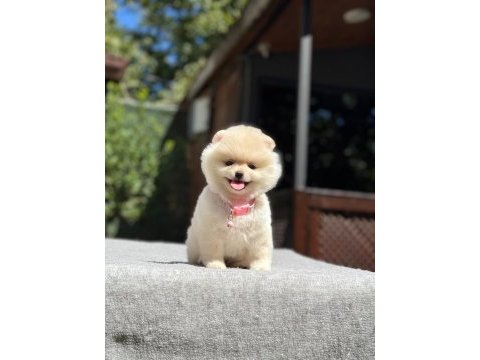 Ayıcık surat pomeranian yavrular