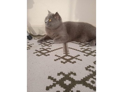 British shorthair dişi