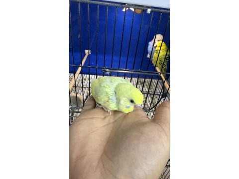 Yeni yeme düşmüş iri çek muhabbet kuşu yavrular