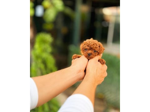 Yetiştiricilik çiftliğinden kore poodle bebeklerimiz