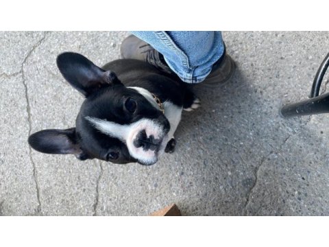 5 aylık fransız bulldog erkek