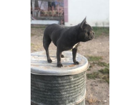 Dişi blue french bulldog