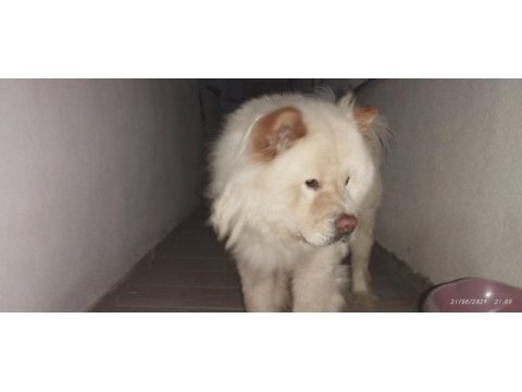 Olgun çin aslanı acil sahiplendirilir