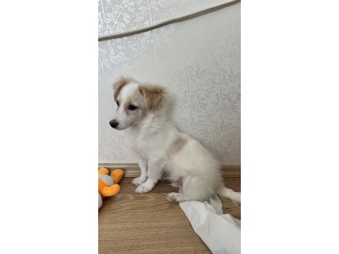 5-6 aylık yavru terrier