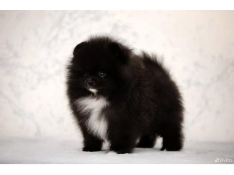 Üst kaliteli wcf pomeranian tea cup