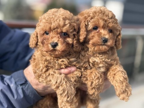 Ankaranın en seçkin toy poodle yavruları