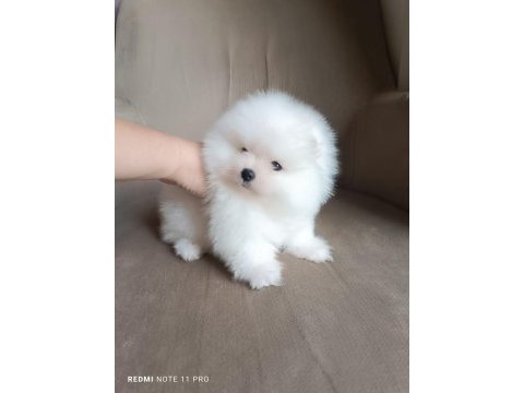 Pomeranian boo iki aylık erkek köpeğimiz