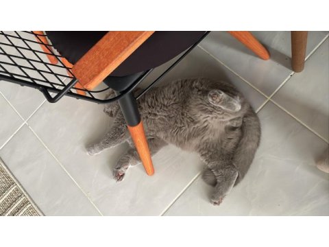 Kısır 8 aylık erkek british shorthair