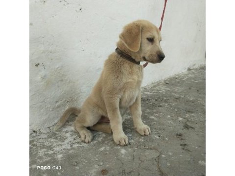 Yavru kangal akbaş kırması