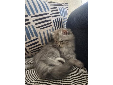 2,5 aylık british longhair yavrular