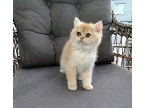 Altın sarısı ny12 british shorthair