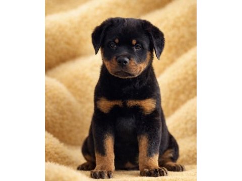 Heybetli üst kalite rottweiler yavrular