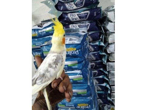 Sevimli papağanlarımız