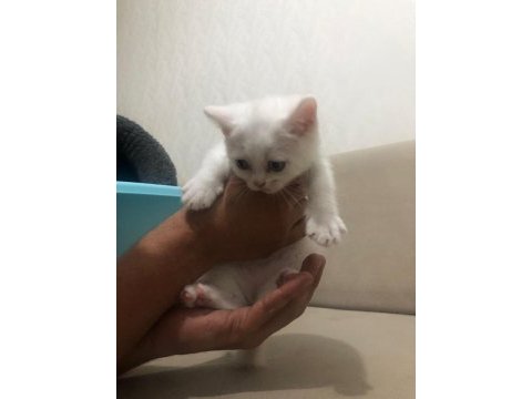2 adet 1 tane erkek 1 tane dişi 2 aylık scottish fold