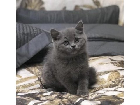 British shorthair yavrularımız 