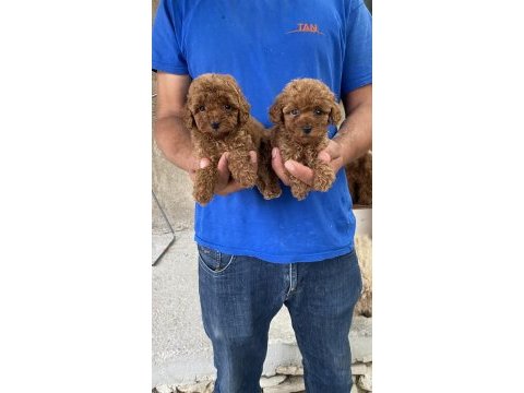 A kalite koyu renk toy poodle yavrular