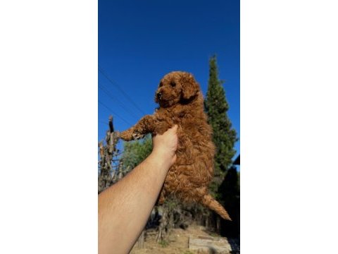 Wc eğitimli toy poodle yavrumuz yeni yuvasına hazır
