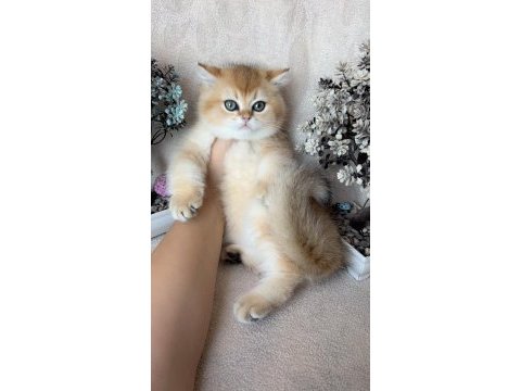 British shorthair golden ny11 kardeş