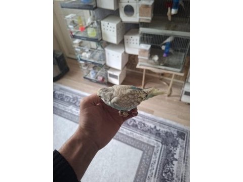 Yavru yeme düşecek muhabbet kuşları