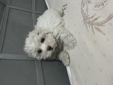 Sıfır numara ırk garanti maltese terrier