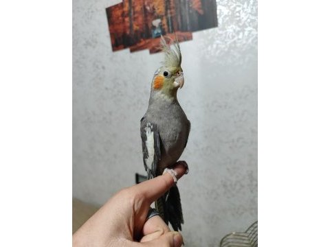 4 aylık sultan papağanı kelime öğrenmeye çalışıyor