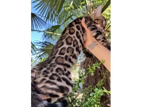 Show class brown bengal yavrular
