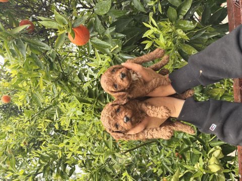 Toy poodle yavrular