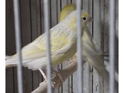 Sarı saten kanarya takımlar