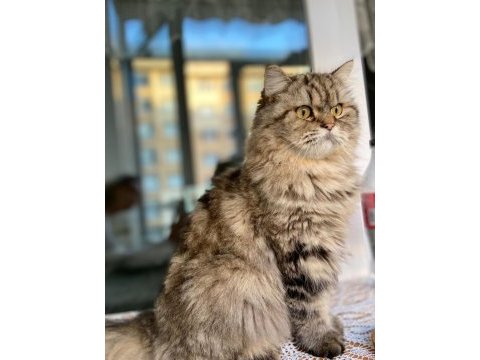 British longhair kedimiz