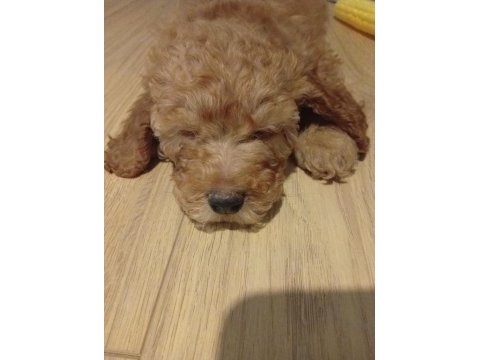 Yavru erkek toy poodle
