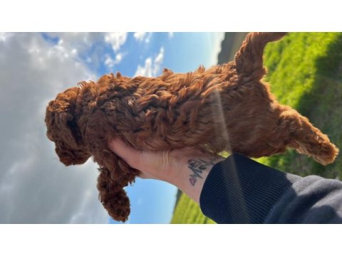 Ömür boyu ırk garantili dark ve red brown toy poodle