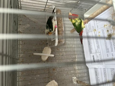 Ağır parçalı parrot ispinozu