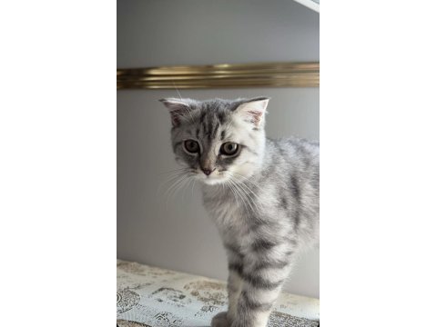 British shorthair erkek ve sevimli