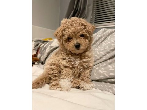 Üst kalite maltipoo bebekler