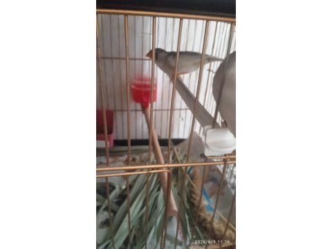 2 yumurtası var sevda papağanı çift olarak