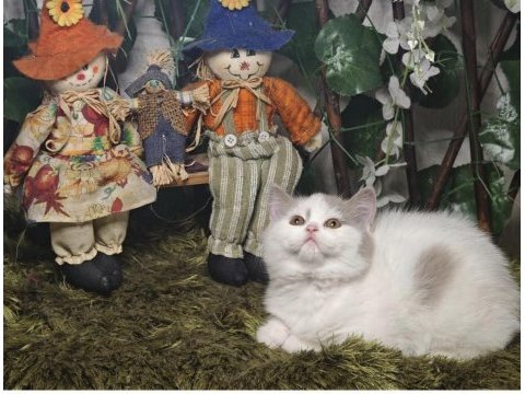 Show kalite british shorthair yavrular ailelerini arıyor