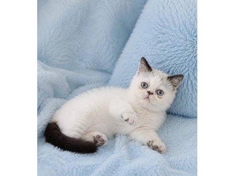 Mini maviş exotic shorthair