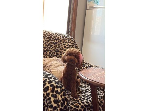Bal kızımın poodle yavruları