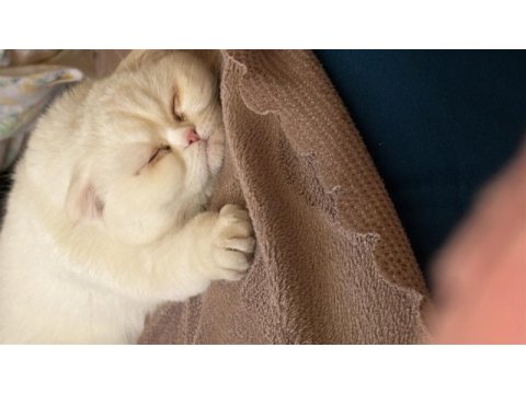 Scottish fold sütlaça yuva arıyoruz