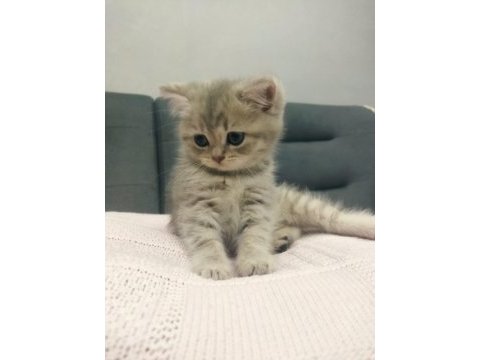 British longhair dişi kedi 3 aylık