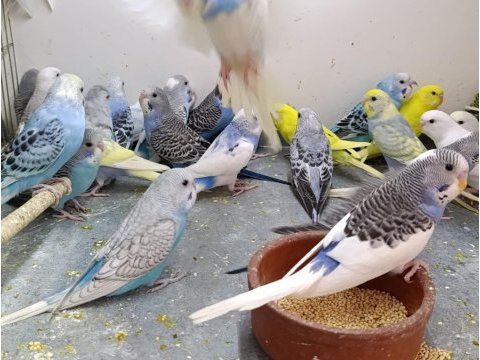 Bebek yavrular ele alışkın ısırmaz çek muhabbet kuşlar