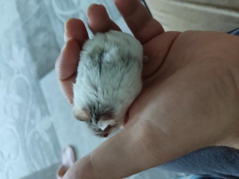 Çok tatlı yavru ve yetişkin gonzales hamsterler