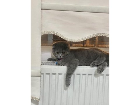 Scottish fold dişi 6 aylık bebek