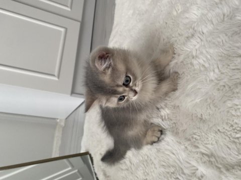 British longhair 2 aylık dişi yavru sevgi dolu yuva