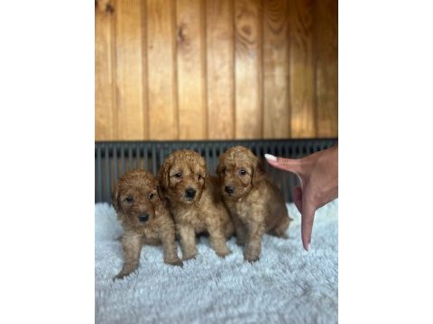 Bebeklerimiz yeni yuvalarını arıyor toy poodle