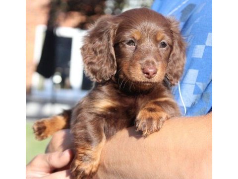 Çikolata tan longhair yavru köpekler