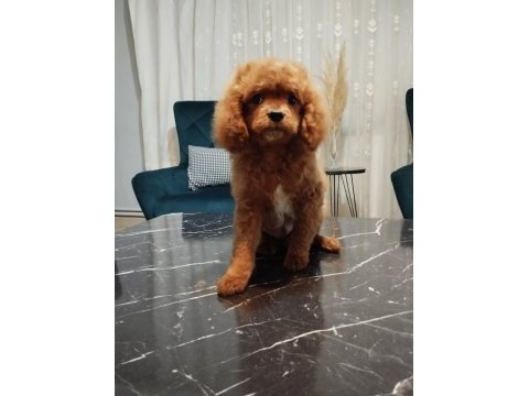 Toy poodle oğlumuz