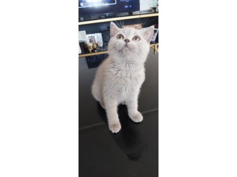 Ev ortamında sağlıklı büyüyen yavru kediler